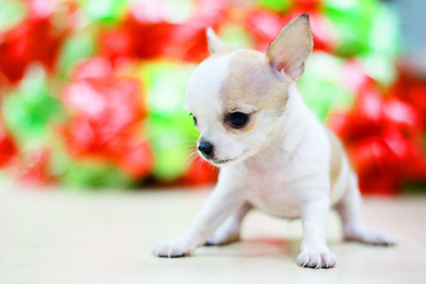 Malaysia-Chihuahua-Puppy-21105-copy
